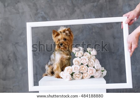 Closeup Portrait of yorkshire terrier dog with a bouquet of roses in a picture frame. Selective focus in the muzzle of a dog.