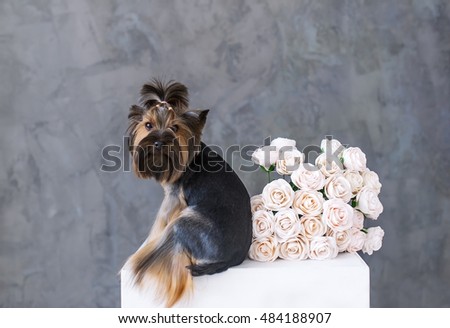 Closeup Portrait of yorkshire terrier dog with a bouquet of roses in a picture frame. Selective focus in the muzzle of a dog.