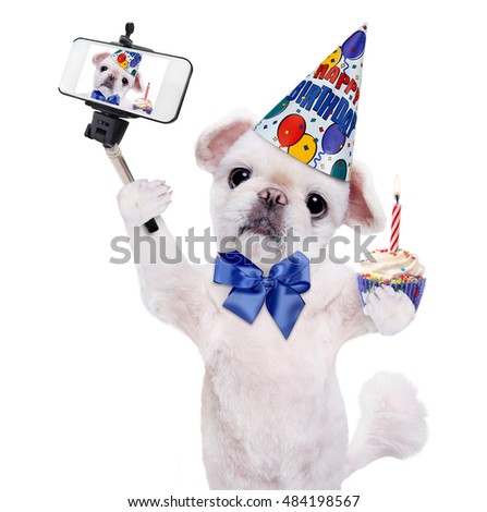 Birthday dog taking a selfie together with a smartphone. Isolated on white.