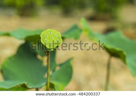 yellow green lotus leaf, vein detail pattern for nature background, lotus which leaf fall and green calyx