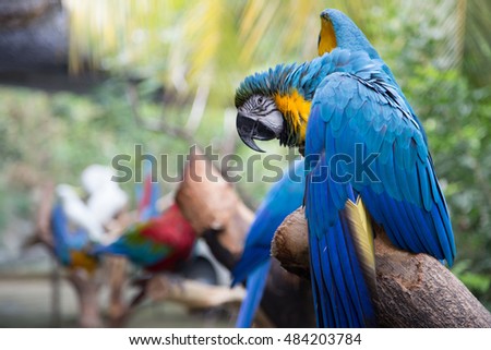  parrot in flower garden