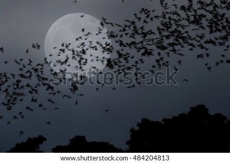 group of bat flying at the full moon, subject is blurred