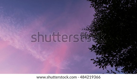 Tree and purple sky