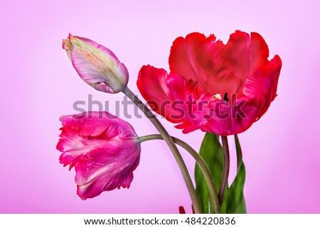 Bouquet of tulips on pink background 