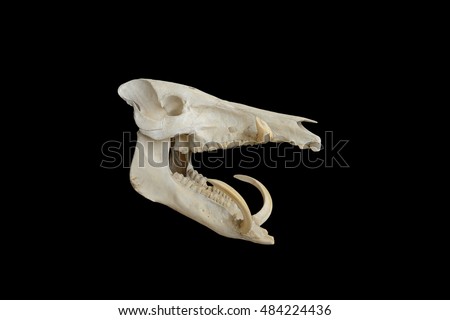 Boar skull on a black background