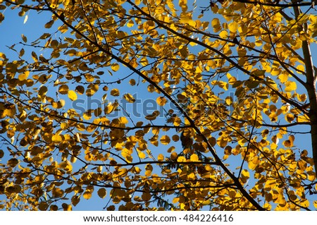 The beautiful and colorful autumn leaves in the fall sunny day.