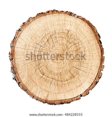 Wooden stump isolated on the white background. Round cut down tree with annual rings as a wood texture. Royalty-Free Stock Photo #484228555