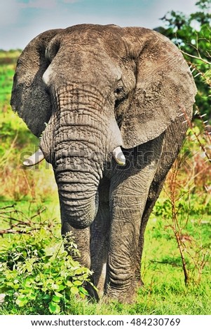 Adult African elephant close-up
