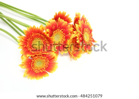Transvaal daisy in a white background/Pictured transvaal daisies in a white background.