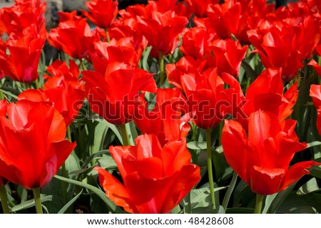 Background with blooming red tulips