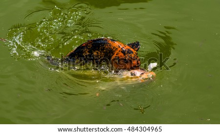 red trout fish in green pond 