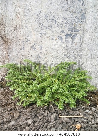 A green small plant on a concrete wall and asphalt surface. Selected focus - depth of field 