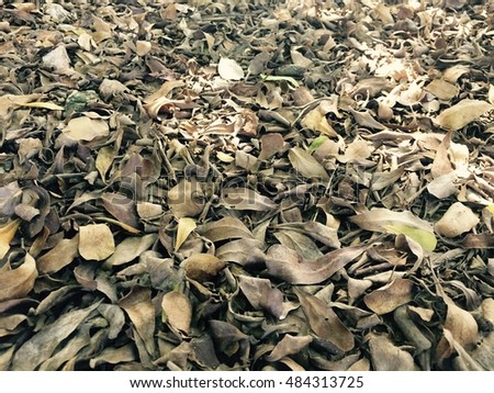 Dry leave on the ground.Dried fallen leafs in autumn.
