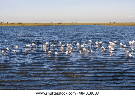 Flamingos in the lake     African Safari Tanzania