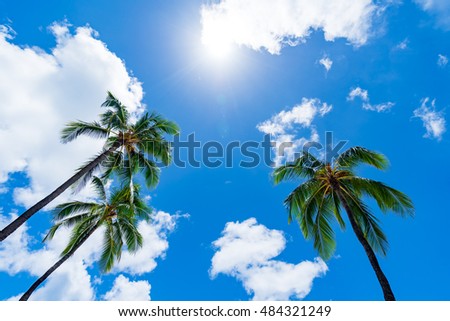 Coconut palm in Hawaii, USA.
