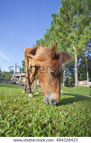 three-legged horse grazing in the pasture
