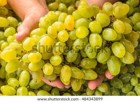 bunches of ripe grapes lie in the hands of a man against the backdrop of the harvest