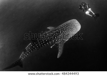 Whale Shark underwater approaching a scuba diver in the deep blue sea similar to attack but inoffensive