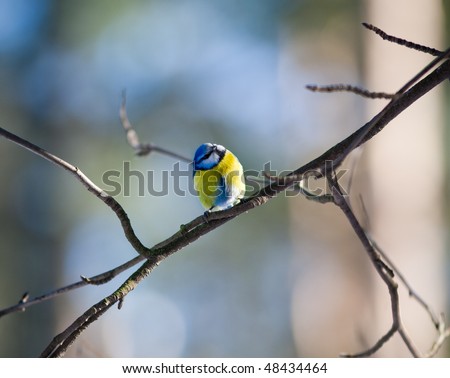 Blue tit on a branch