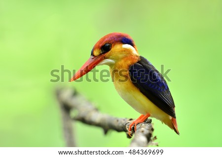 Beautiful bird Black backed Kingfisher or Oriental Dwarf Kingfisher perched on branch, Ceyx erithacus