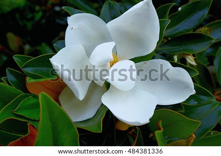 full white magnolia flower on the tree