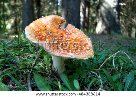 Mushrooms in the sunny forest