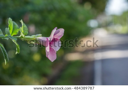 Purple Bignonia, Purple Allamanda, Violet Allamanda,Golden trumpet in garden.
