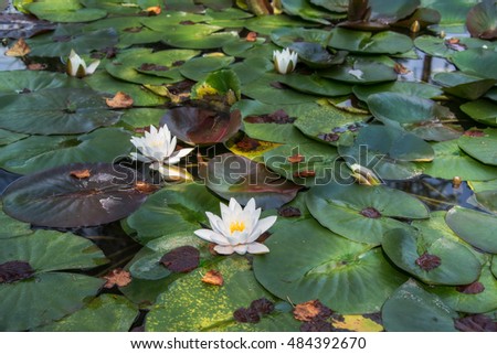 Waterlilly in a garden pond