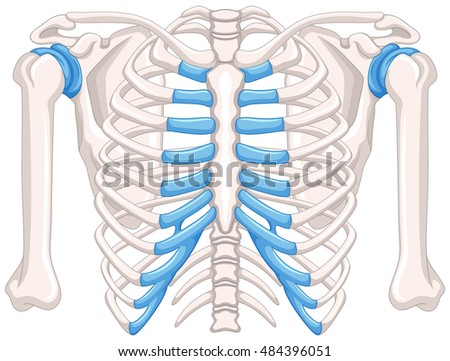 Human bone diagram on white background illustration