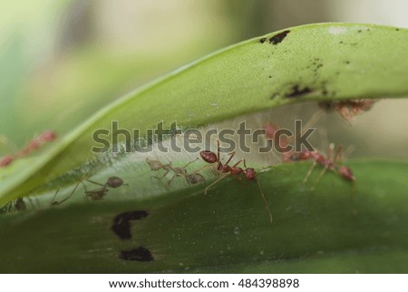 Red ant on working in green leave.