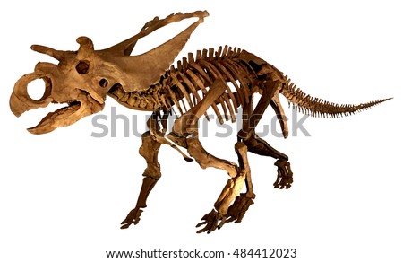 Dinosaur fossil (Triceratops / complete skeleton ) Royalty-Free Stock Photo #484412023