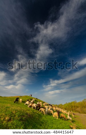 Pastoral scenery with flock of sheep and goats on river bank, in spring