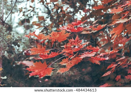 Vibrant-red amazing autumn leaves maple background