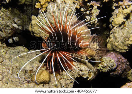 portrait of lionfish in the red sea