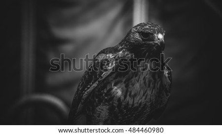 imperial eagle in black and white, beautiful and powerful bird of great size and strength