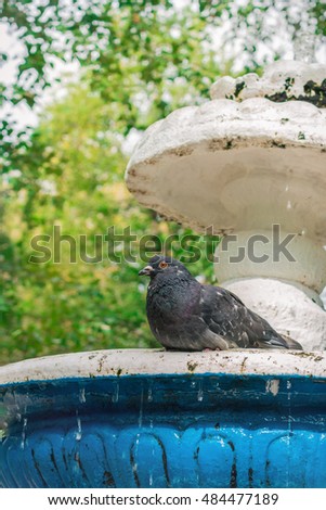 Dove sitting on fountain