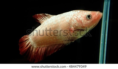 Blurred female giant fighting fish on the dark background