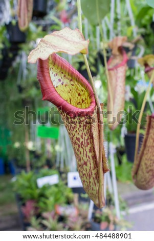 tropical pitcher plants or monkey cups on blur background