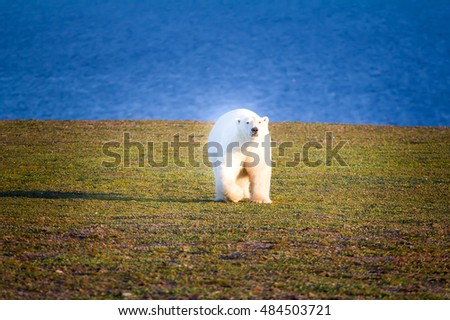 Very clean and bold polar bear, which came down to earth with drifting ice. Professional risk of  photographer. Not knowing man beast goes to picturing. Novaya Zemlya Archipelago