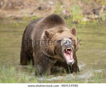 grizzly bear in water growling close up Royalty-Free Stock Photo #484514980