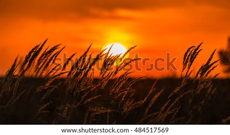Composition with wild grass in bright sunset counterlight