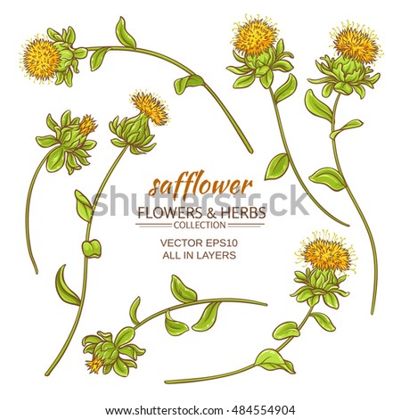 safflower plant vector set on white background Royalty-Free Stock Photo #484554904