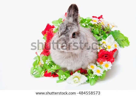 Grey rabbit with flowers on white background isolated