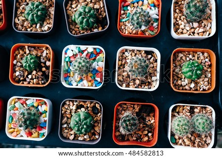 cactus fram