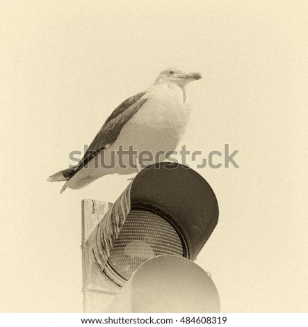 The traffic light and resting on him the bird on in front of blue sky - Lisbon, Portugal (stylized retro)