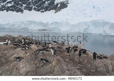Nesting penguins, Gentoo penguin rookery, with glaciers and mountain n background., 	[Pygoscelis papua]	Neko Harbor, Andvord Bay,	Antarctica