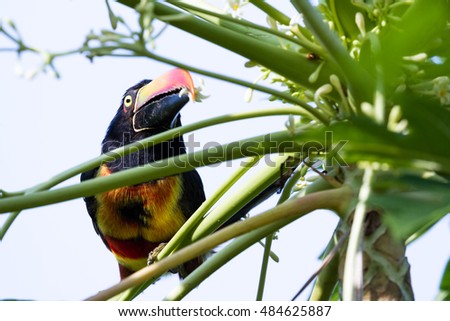 Fiery billed aracari perched on a small green tree in the Costa Rican southern Pacific