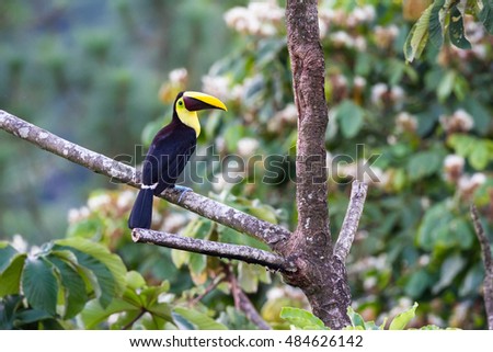 chestnut mandible toucan perched on a branch in San Carlos Costa Rica