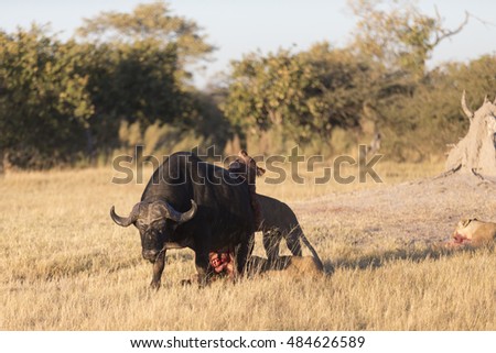 Lions attempting to kill an adult Cape Buffalo in Moremi Botswana