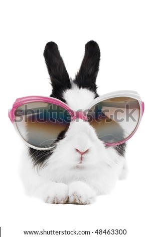 rabbit in Sunglasses isolated